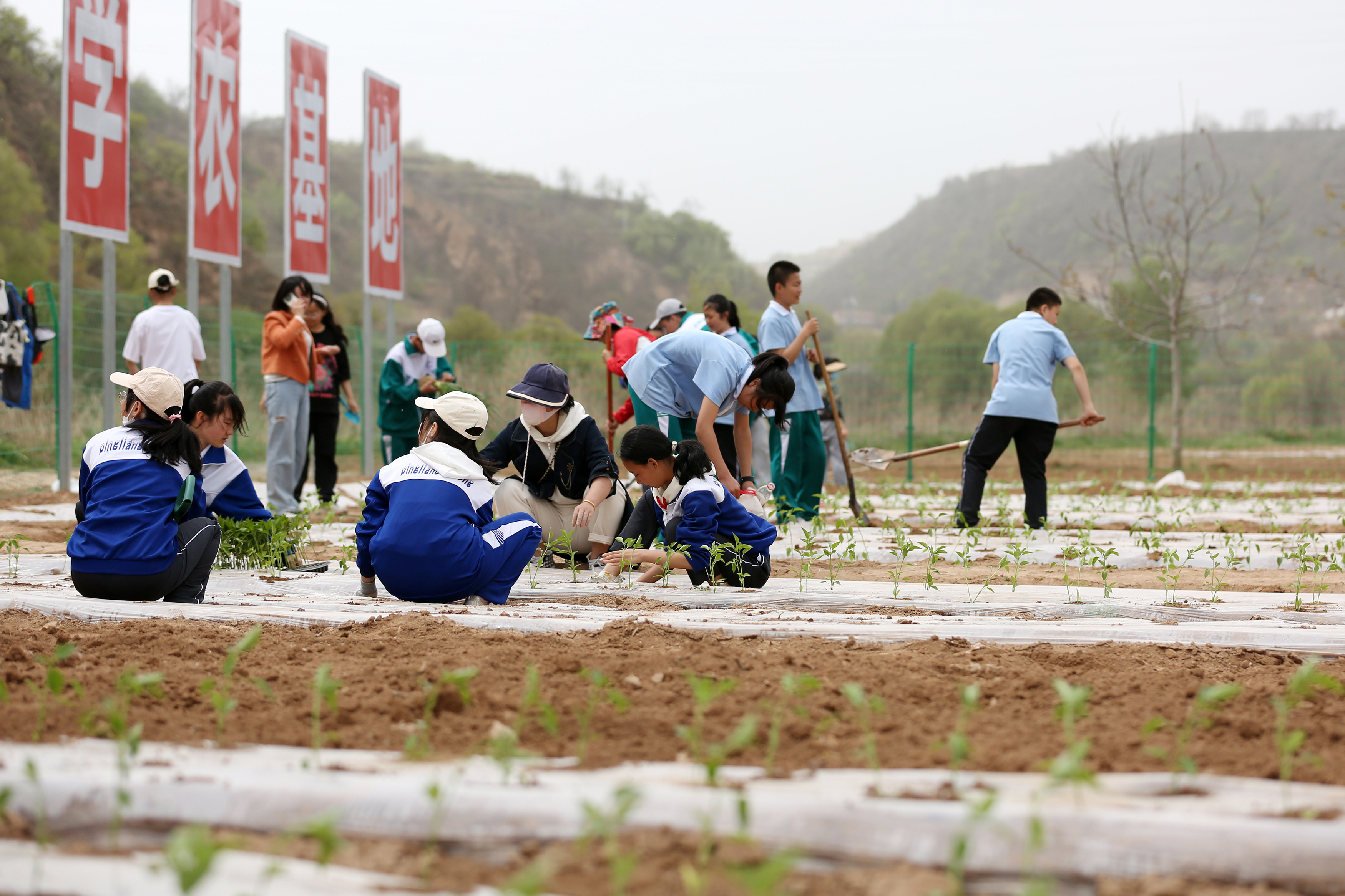 04——4月27日，在甘肅省平涼市第四中學行知園學農基地里，學生們在種植辣椒苗。.JPG