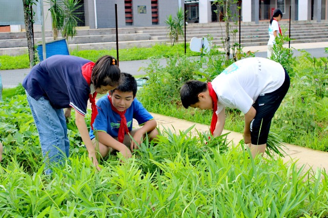 鐘山鎮(zhèn)第七小學(xué)的少先隊員代表們正在黨員教師的帶領(lǐng)下采摘成熟的蔬菜。 (2).jpg